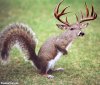 Squirrel!!!.jpg