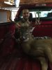 2016 Deer 1.jpg