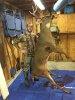 2016 Deer 2.jpg