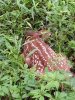 fawn.jpg