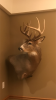 IMG_9489 (1).PNG