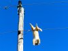 cat on wire.jpg