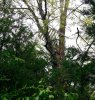 old deer stand.jpg