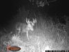 thunder buck1.JPG