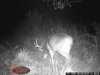 thunder buck  bcack side.JPG