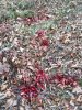 blood trail-1.jpg