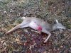 Doe 1 (Small).jpg