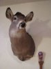 doe.jpg