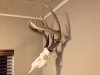 Skull-Hanging.jpg
