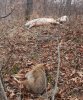 pig yote.jpg