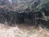 M-cedar 2.jpg