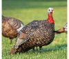 zink_avian_x_lcd_jake_quarter_strut_1288858_3_og.jpg