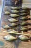 crappie 2.jpg