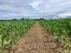 corn 5-25-18 2.jpg