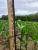 corn 5-25-18.jpg