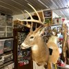 Saturday buck 1 1.jpg