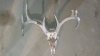 Busted buck.jpg