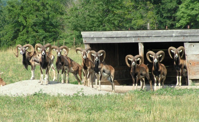 shed mouflon.jpg