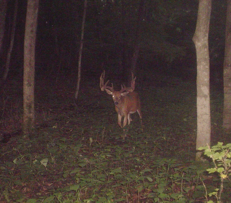 Picture_001.jpg