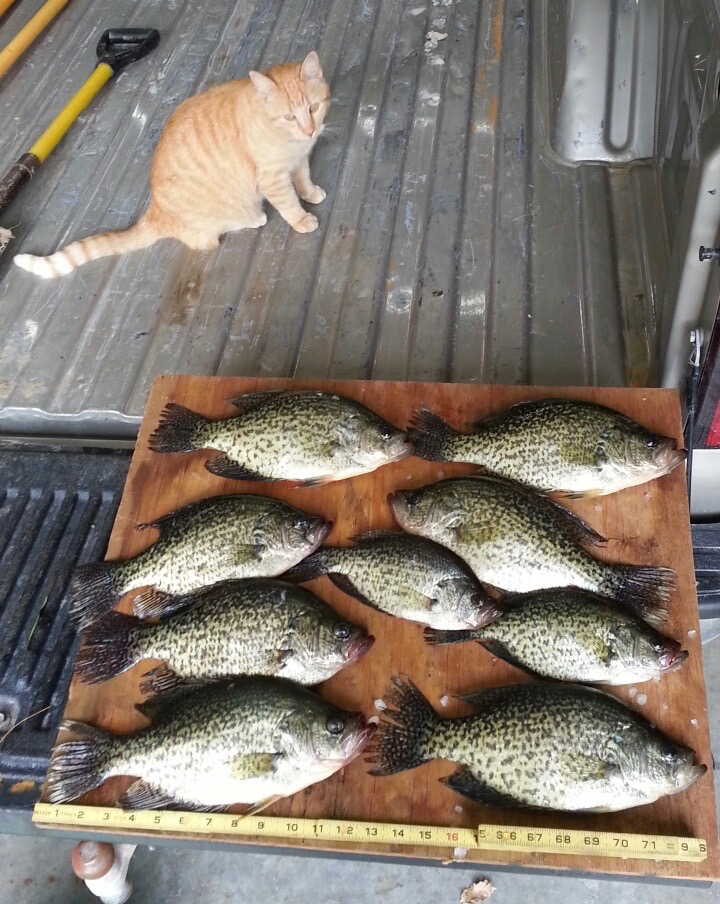 cat crappies.jpg