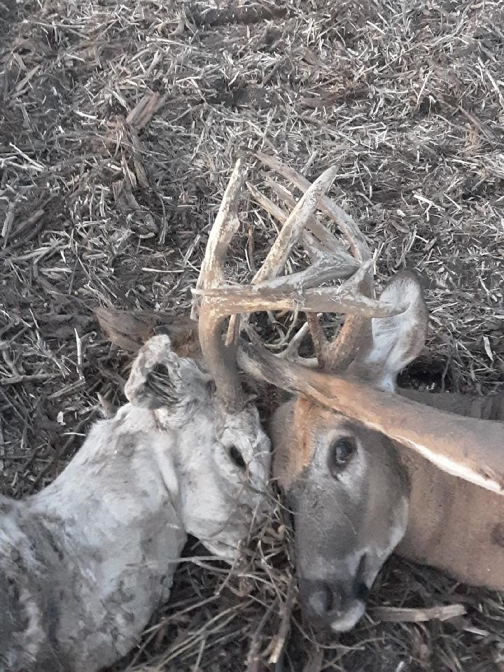Locked bucks 2.jpg