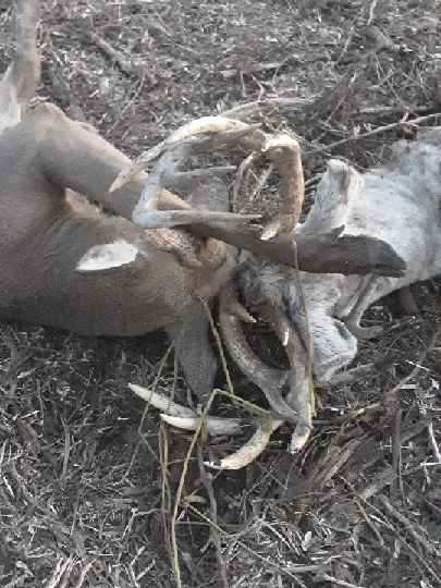 Locked bucks 1.jpg