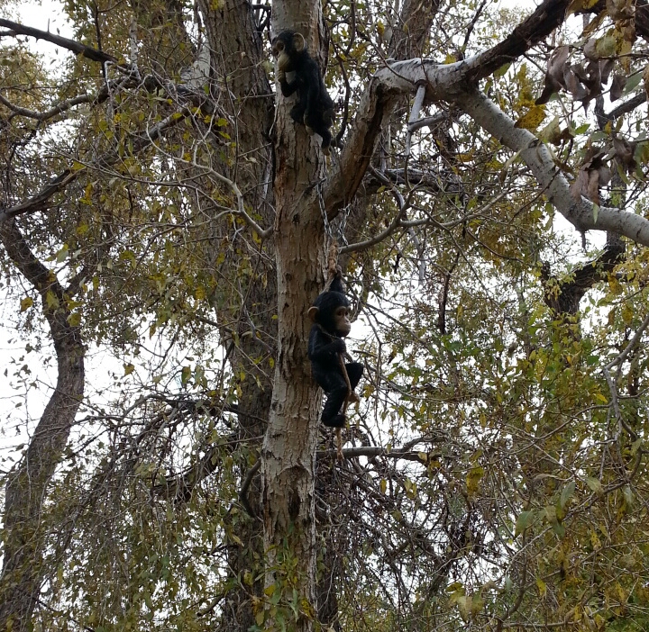 monkey tree.jpg