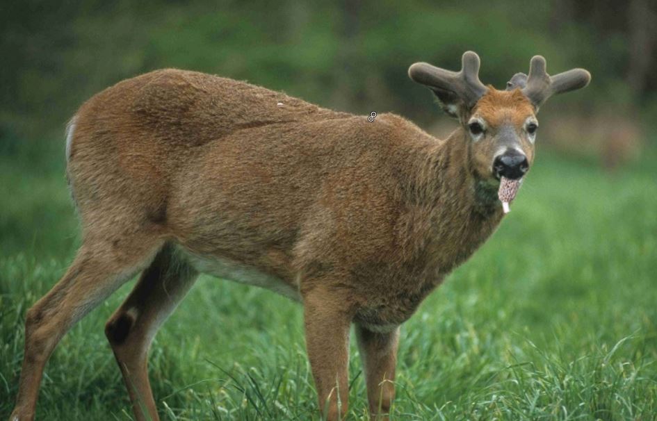 MOREL 5.JPG