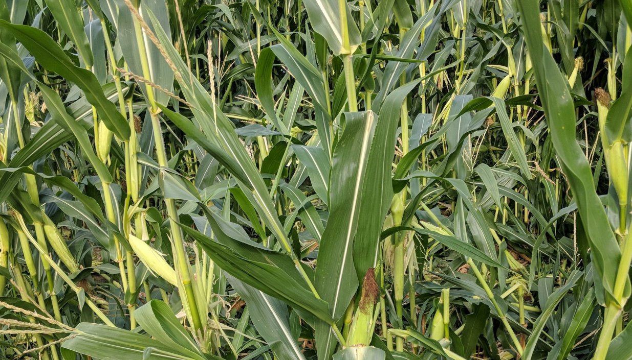 destroyed corn (2).jpg