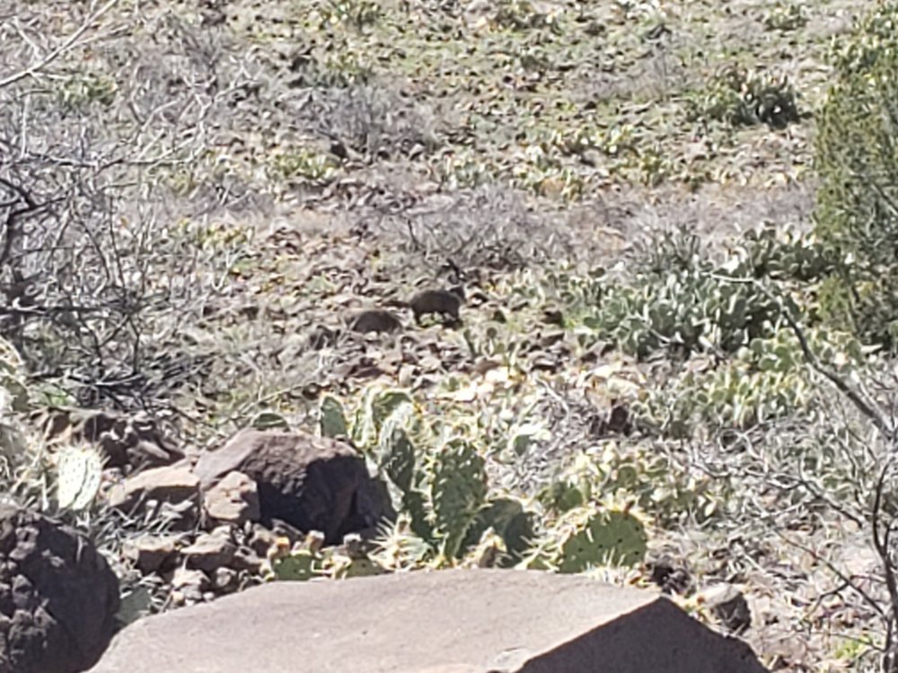 Jacob_Javelina.jpg