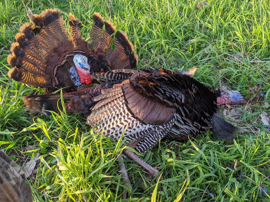 Paul Turkey 2020.jpg