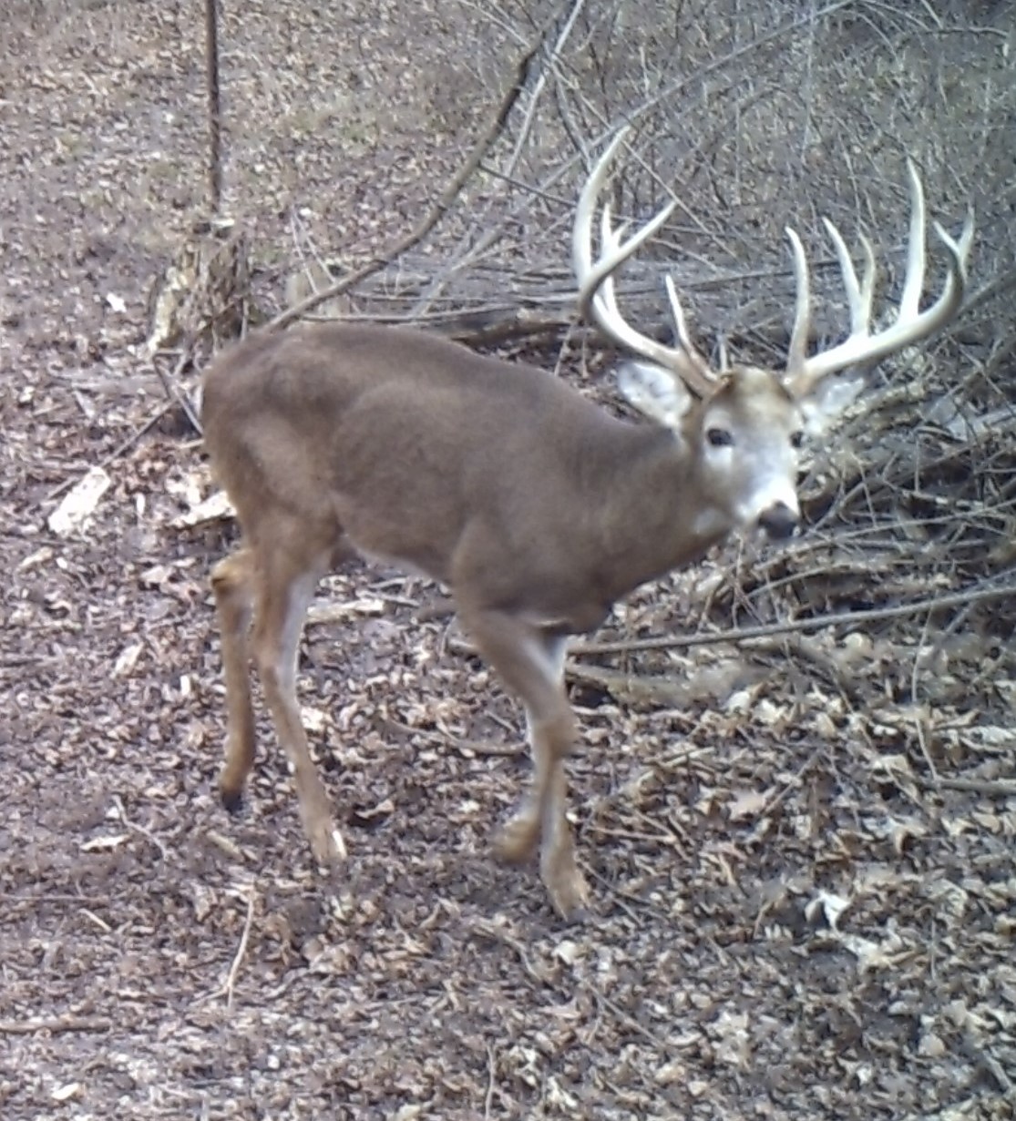 big buck home.jpg