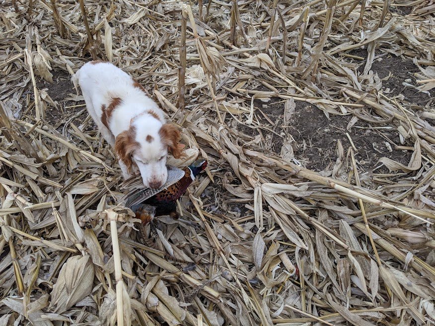 2020 Pheasant.1.jpg