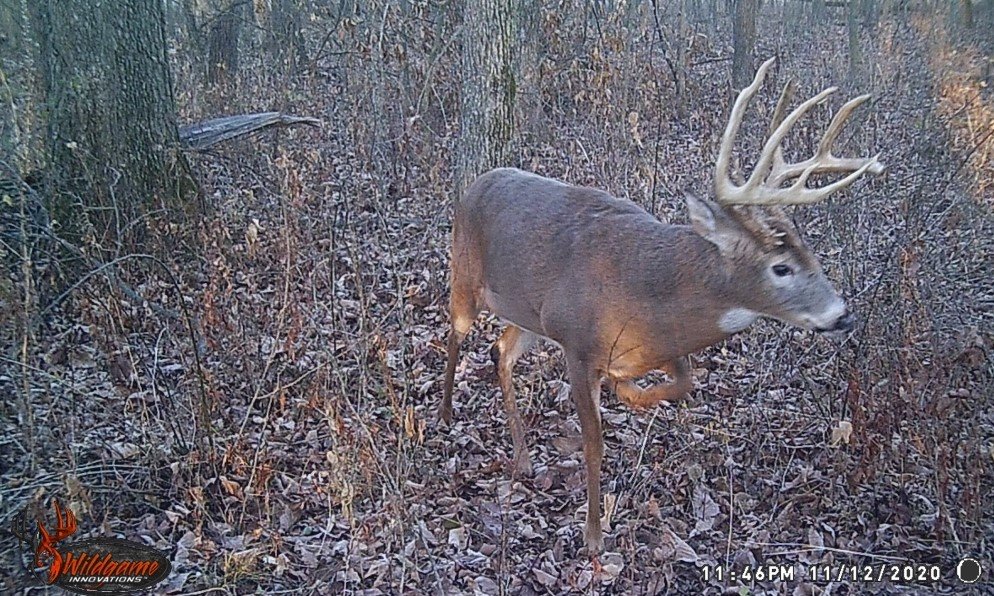 iowa buck.jpg