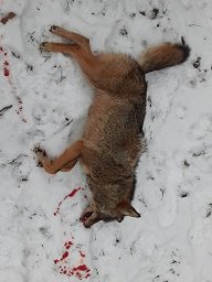 yote11.jpg