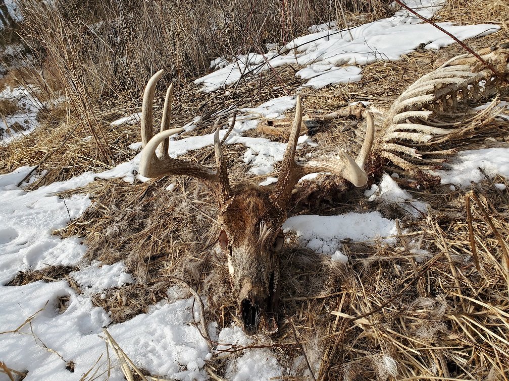 Shorty - deadhead Jan2021.jpg