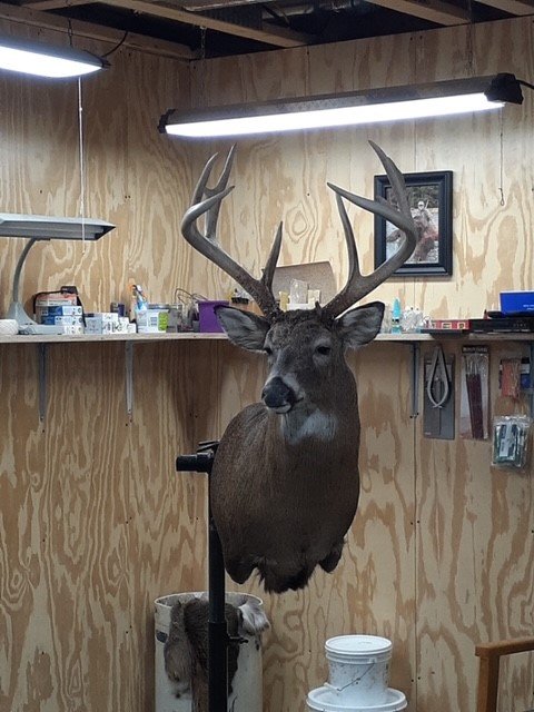 deer mount.jpg