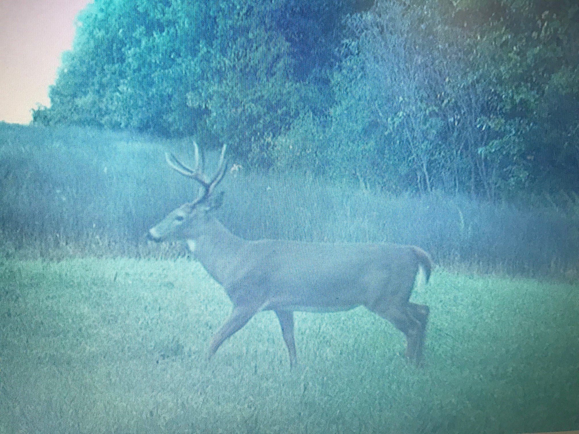 aa buck.jpg