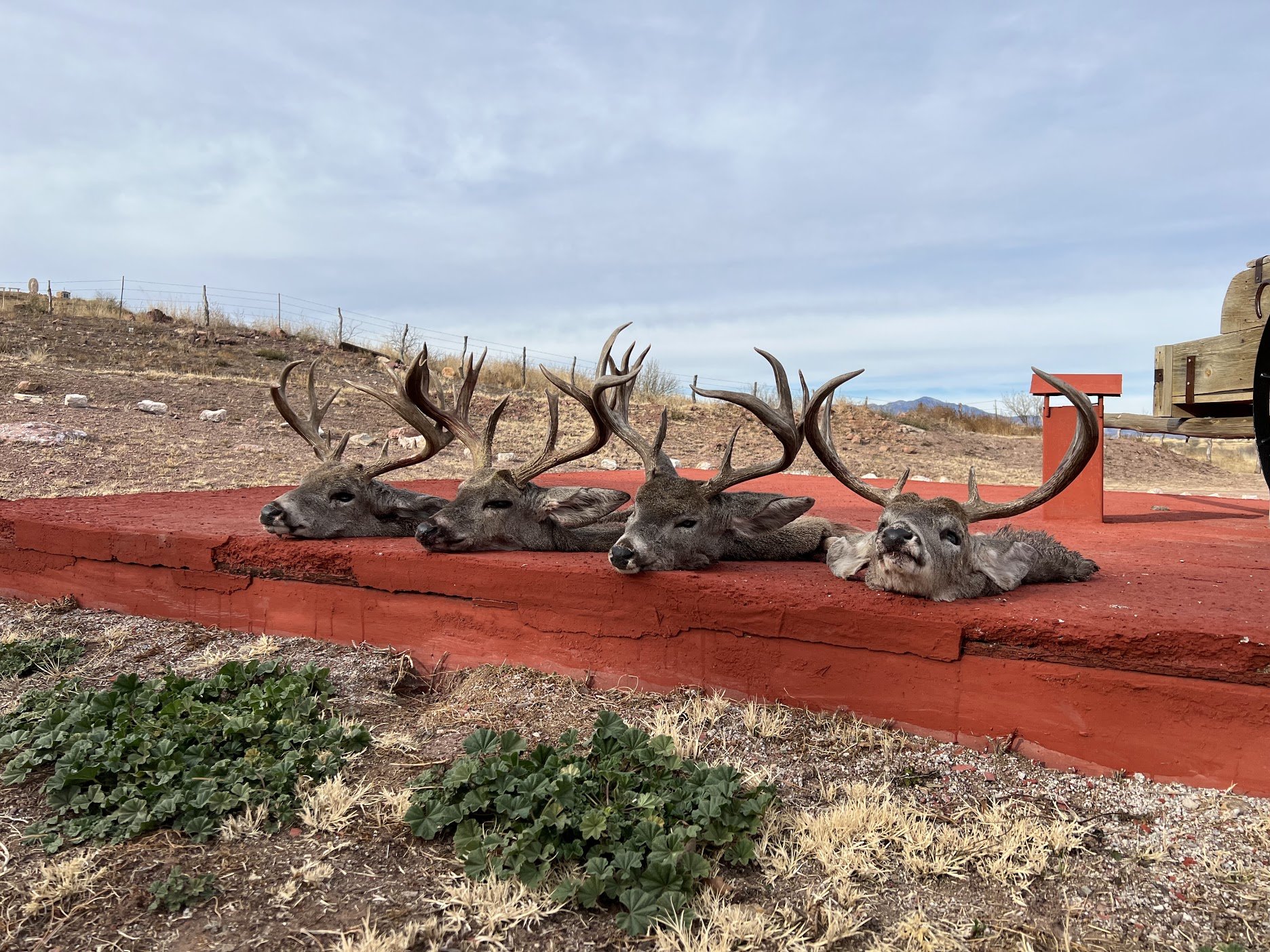 coues2.jpeg