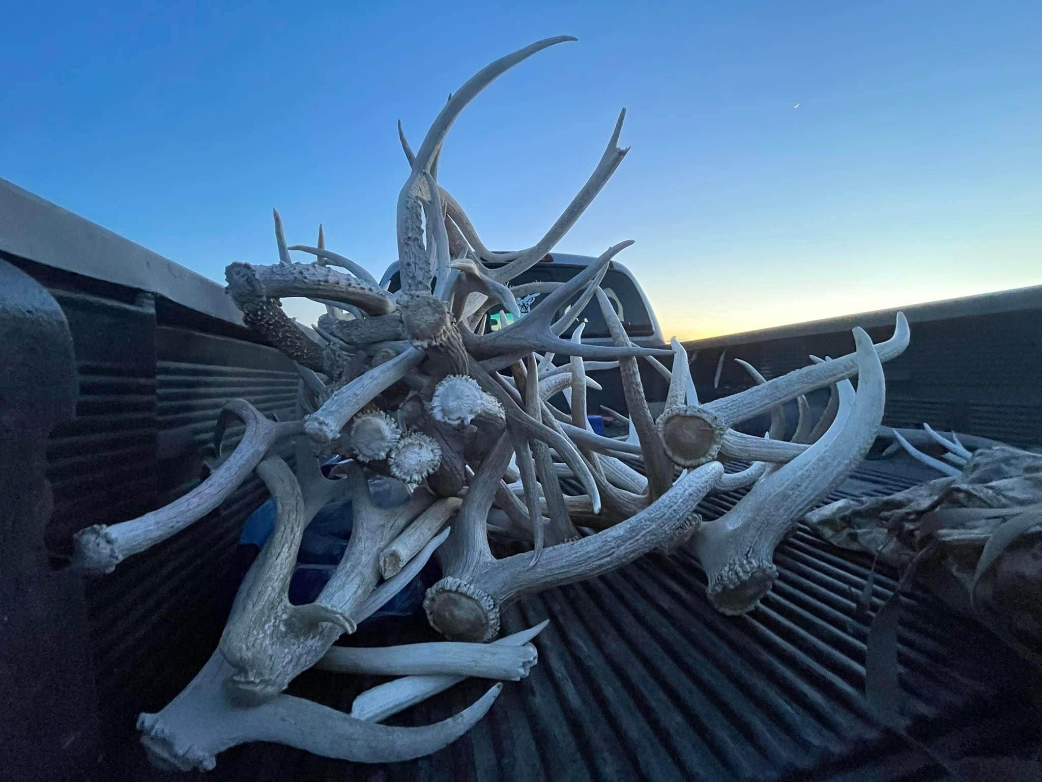 antler.jpg