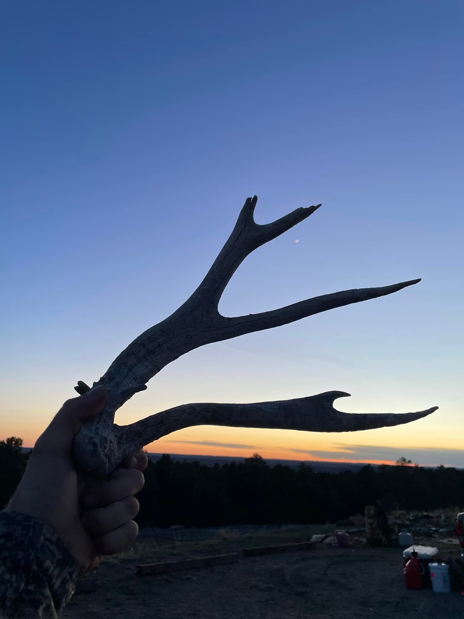 antler2.jpg
