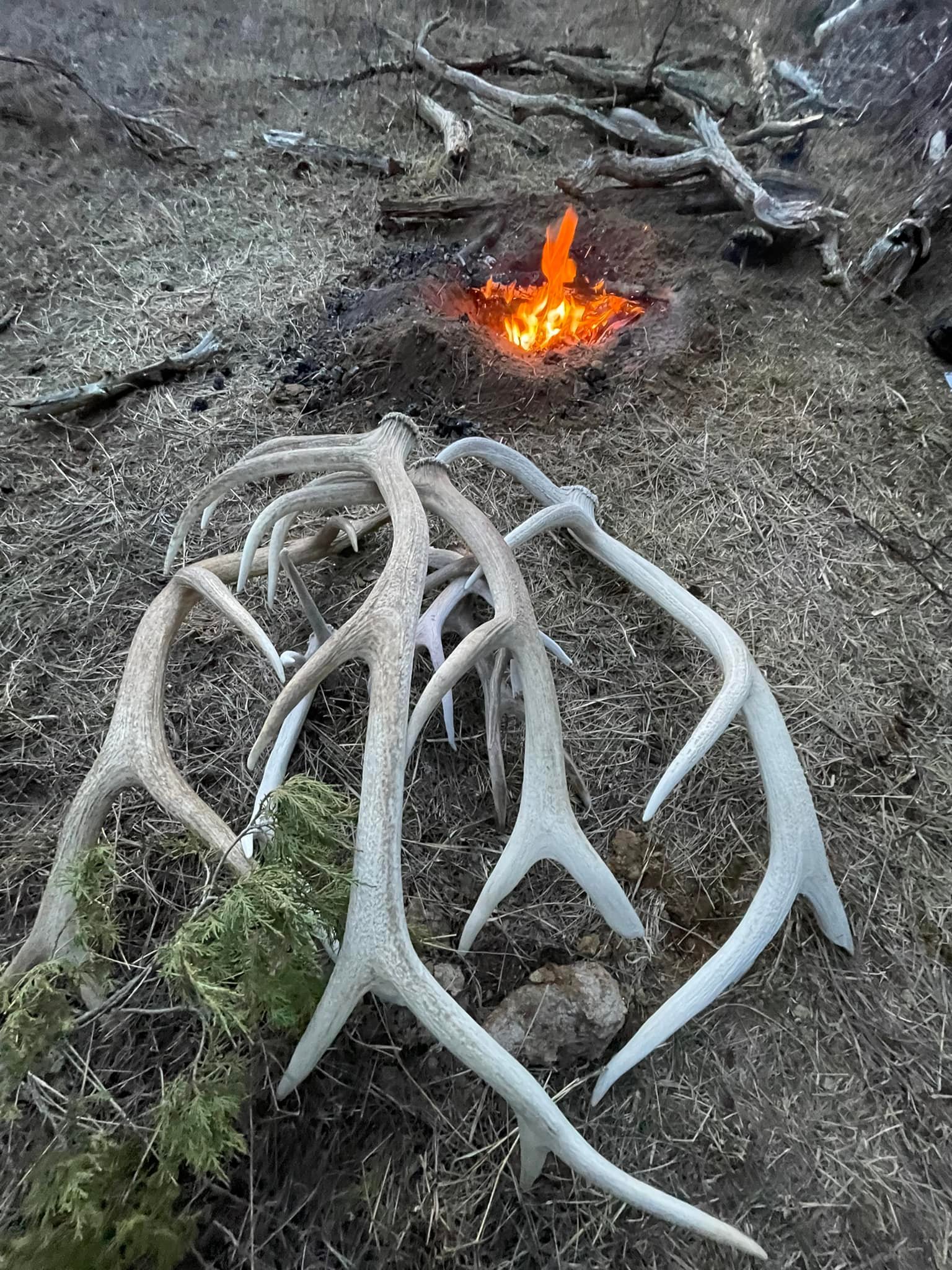 antler5.jpg