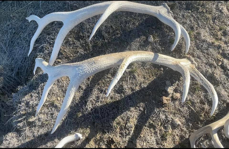 antler6.jpg
