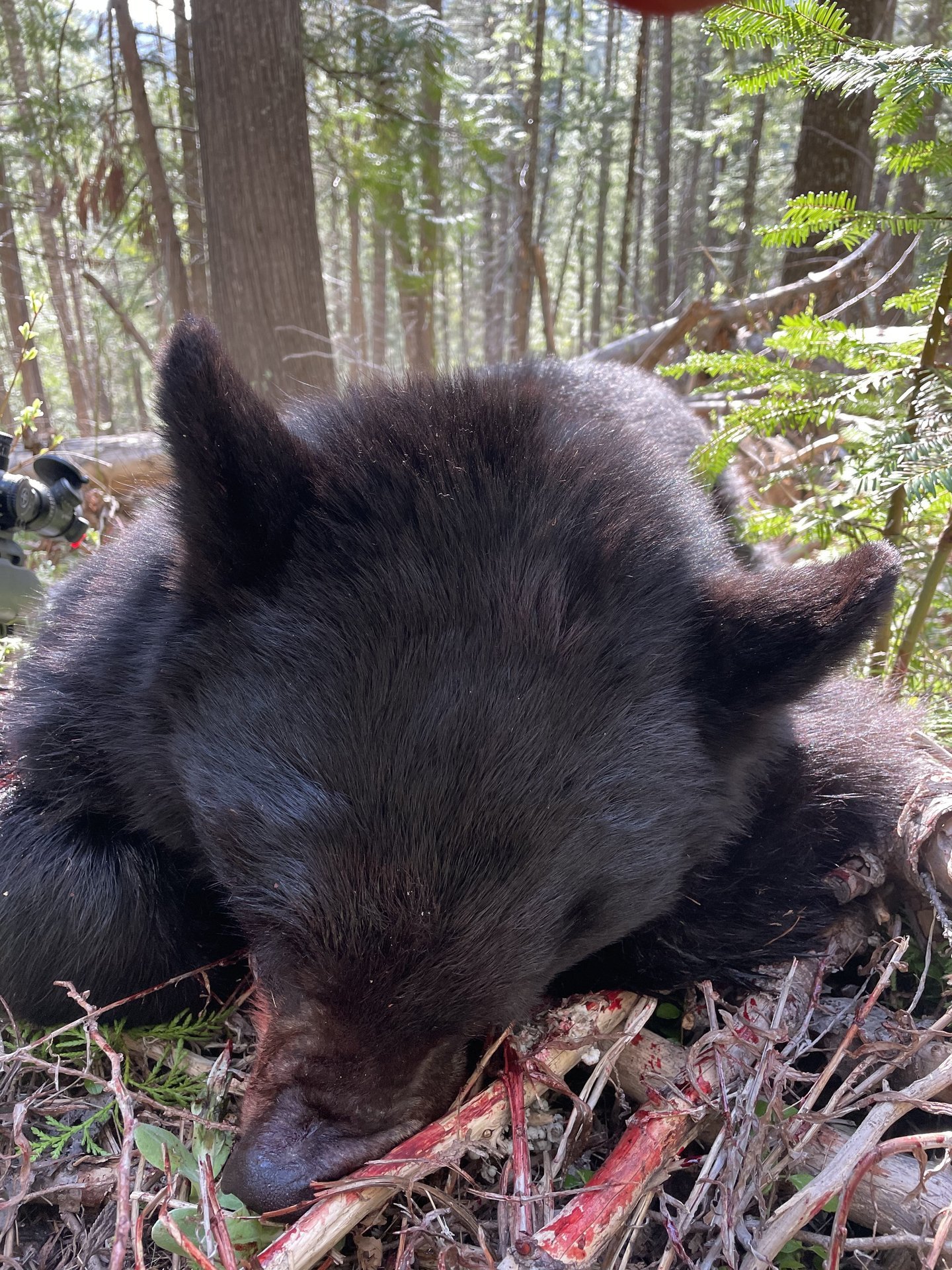 IDBEAR6.jpg