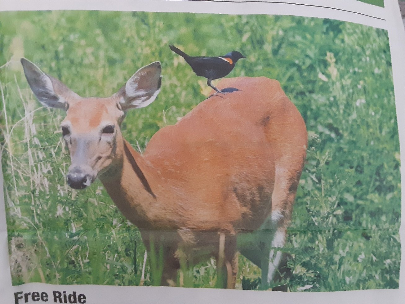 Hitching a ride.jpg