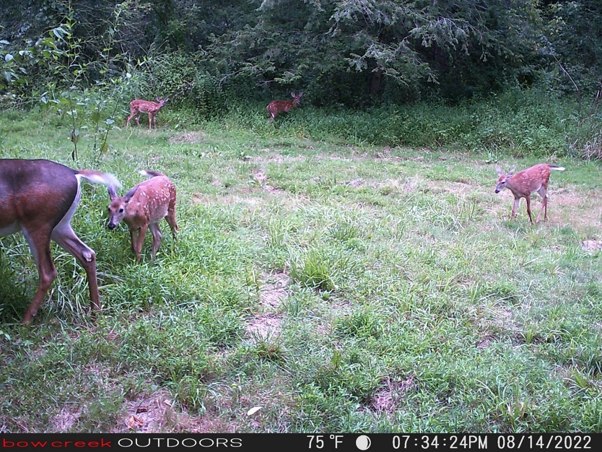 Fawn Group.JPG