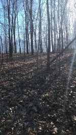 bare timber 2.jpeg