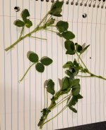 Clover.jpg