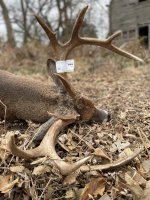 22 buck 12.jpg