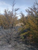 IMG_20220327_132555340.jpg